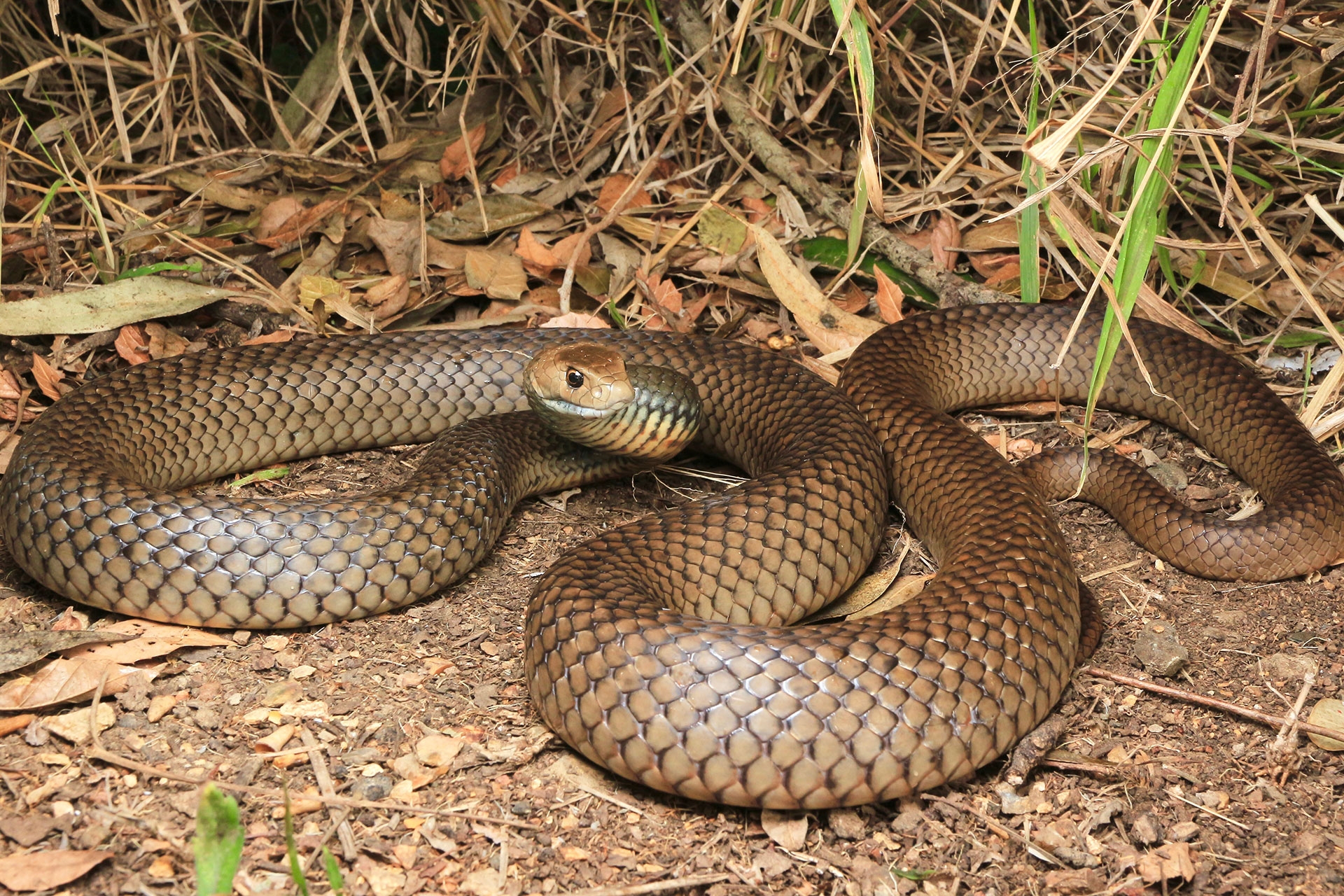 Eastern Brown Snake South East Snake Catcher Gold Coast