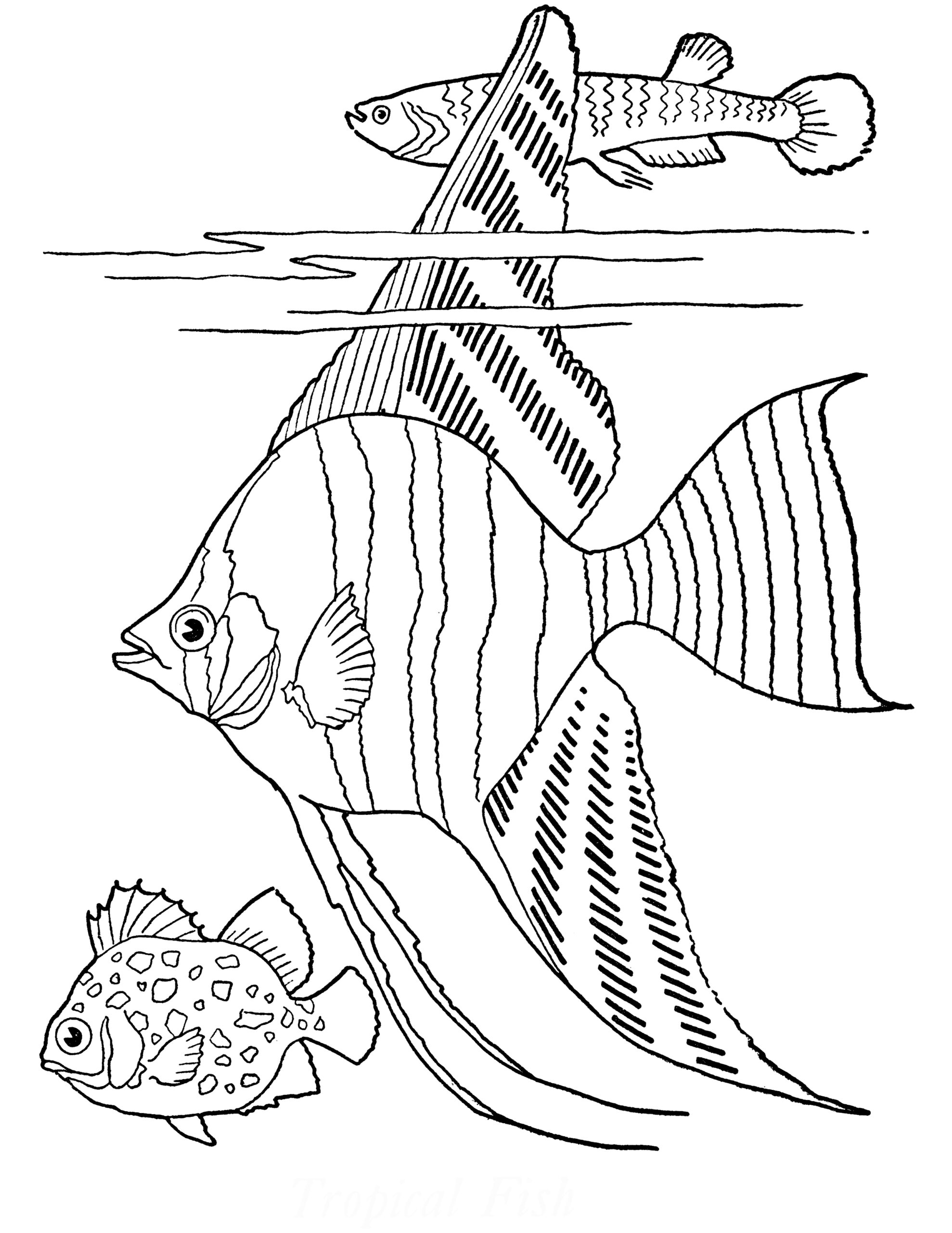 Fish Coloring Page Free Printable Coloring Pages Vrogue co Fish Coloring Page Free Printable Coloring Pages Vrogue co