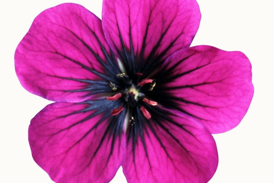 Flower Printables ClipArt Best