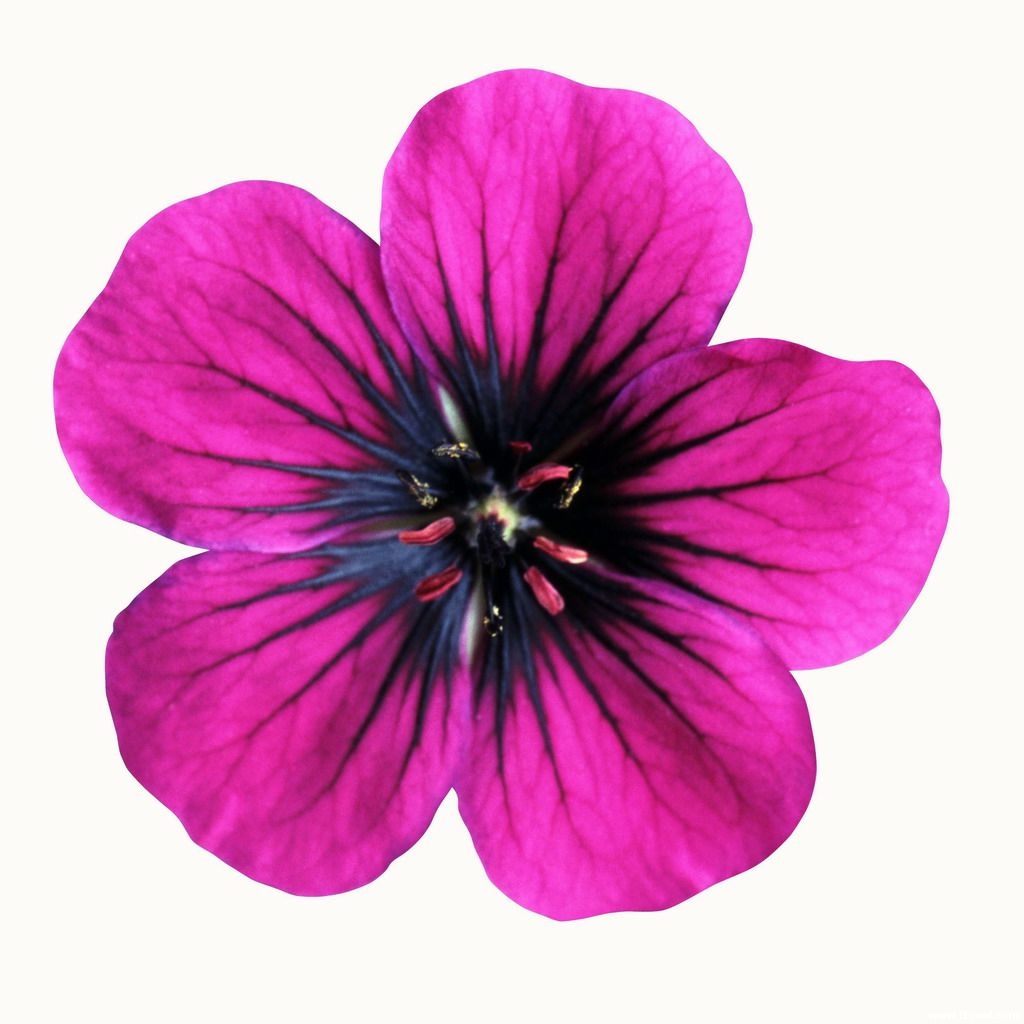 Flower Printables ClipArt Best