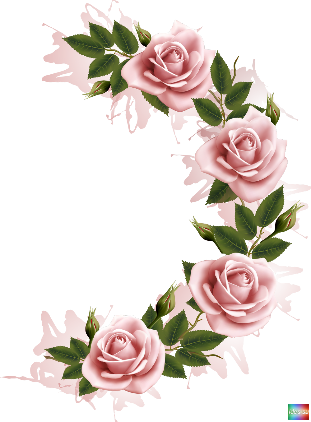 Flowers Free Frames Png Infoupdate
