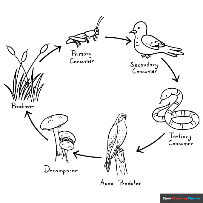 Food Chain Coloring Page Easy Drawing Guides