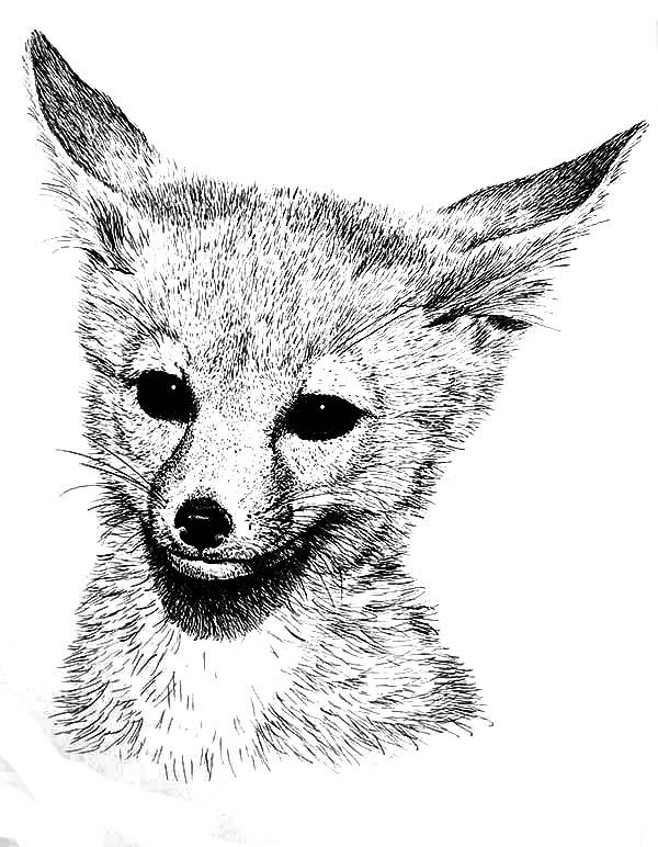 Fox Coloring Pages Printable Coloring Pages FREE Fox Coloring Pages Printable Coloring Pages FREE
