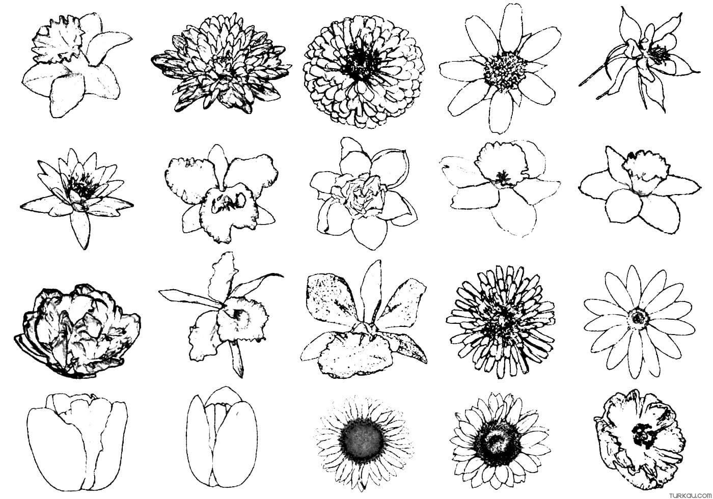 coloring page flowers easy