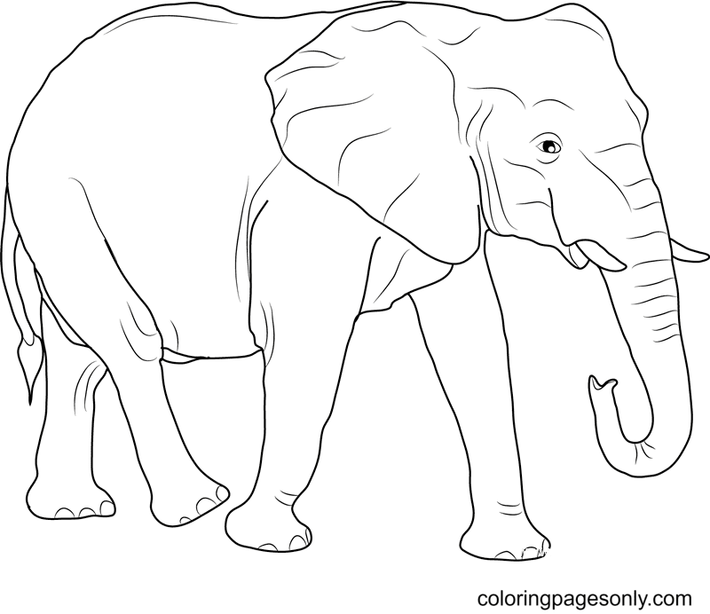Free African Elephant Coloring Page Free Printable Coloring Pages Free African Elephant Coloring Page Free Printable Coloring Pages