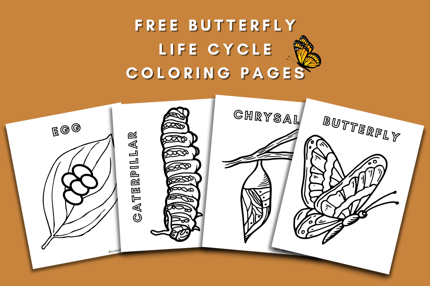 Free Butterfly Life Cycle Coloring Pages Rooted Wings Co