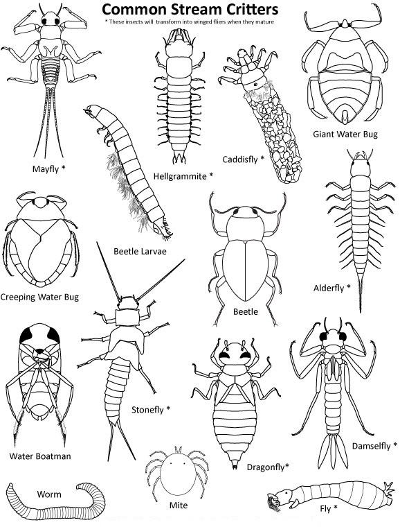 Free Coloring Pages Insects Coloring Book Free Coloring Pages Insects Coloring Book