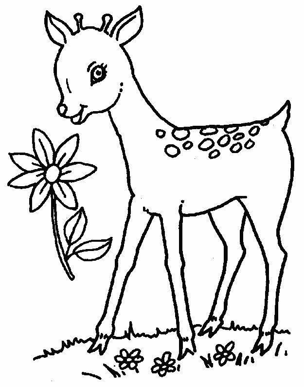 Free Deer Coloring Pages Coloring Home Free Deer Coloring Pages Coloring Home