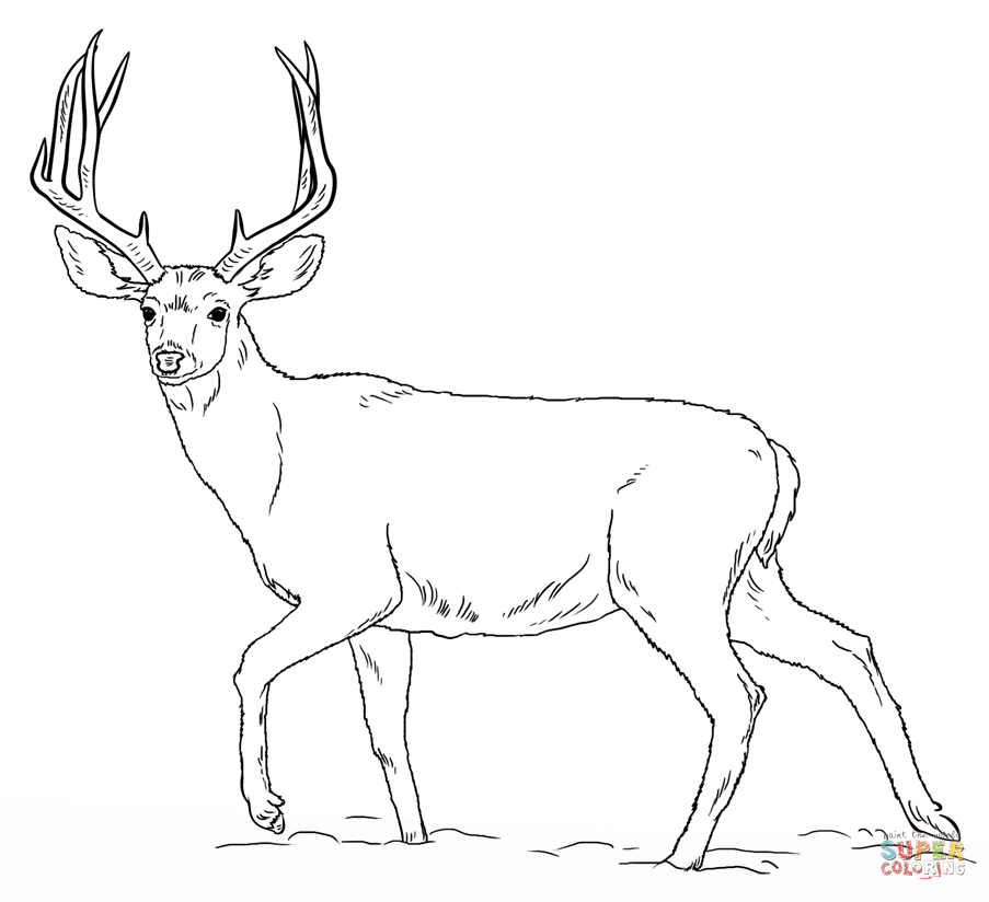 free deer coloring pages printable free deer coloring pages printable
