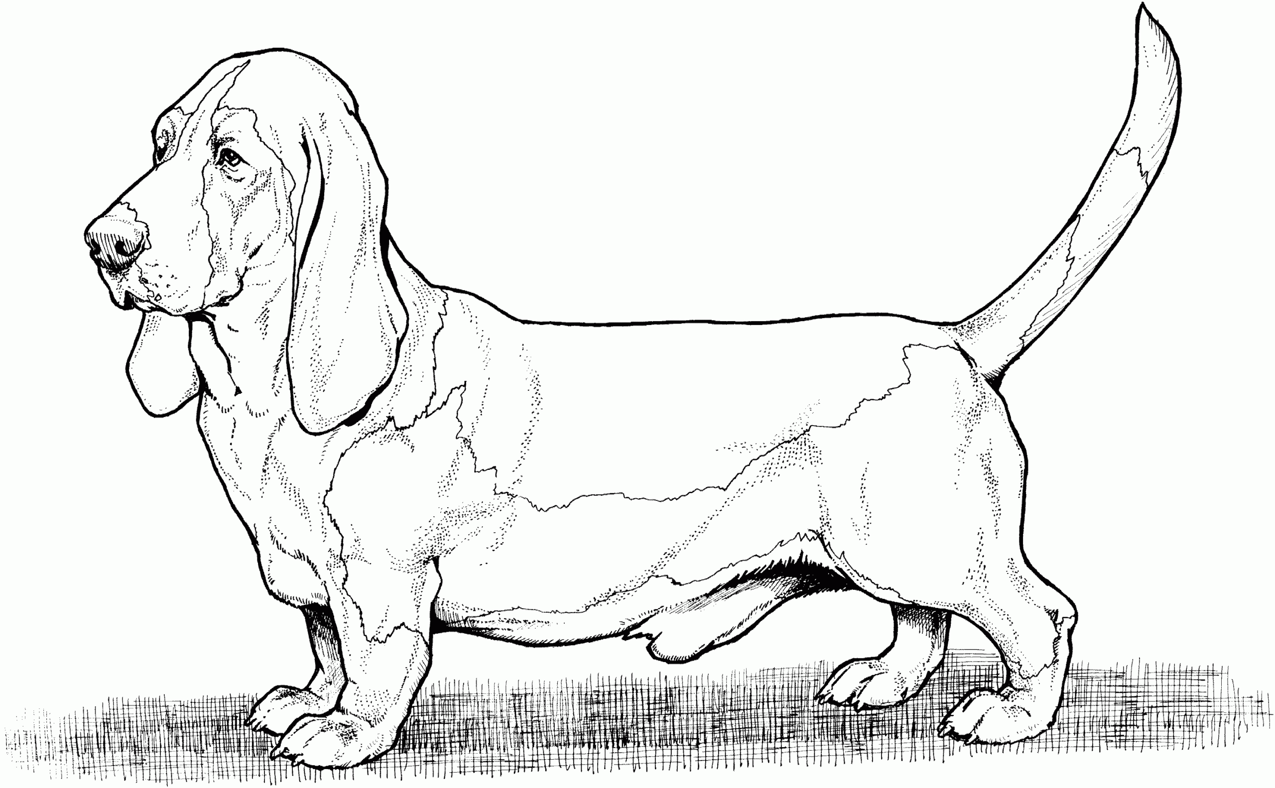 adult coloring pages of dogs