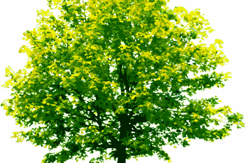 Free Download Tree Drawing Cottonwood Leaf Tree Vecto Vrogue co