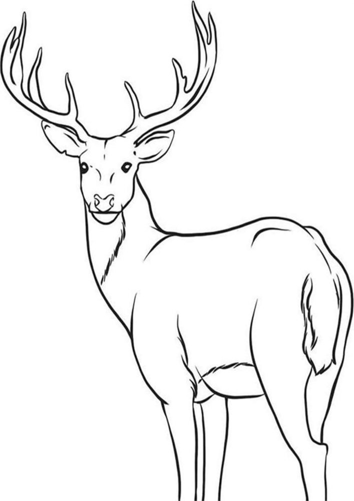 Free Easy To Print Deer Coloring Pages Tulamama Free Easy To Print Deer Coloring Pages Tulamama