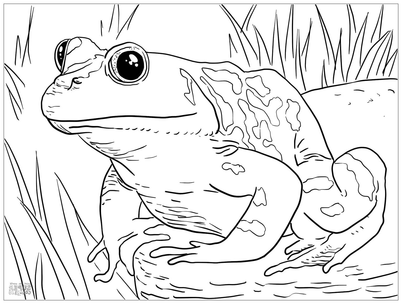 Free Frog Coloring Sheets Coloring Pages Free Frog Coloring Sheets Coloring Pages