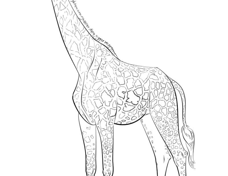 Free Giraffe Coloring Page Free Printable Coloring Pages For Kids