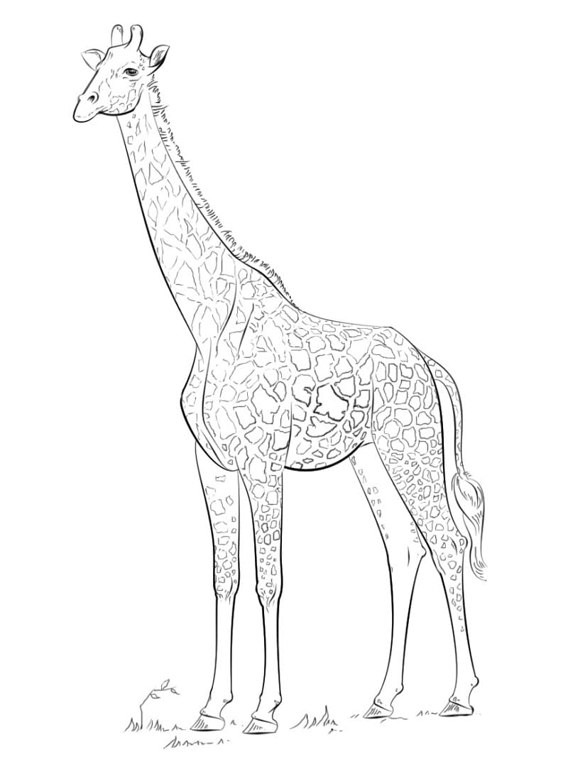 Free Giraffe Coloring Page Free Printable Coloring Pages For Kids Free Giraffe Coloring Page Free Printable Coloring Pages For Kids