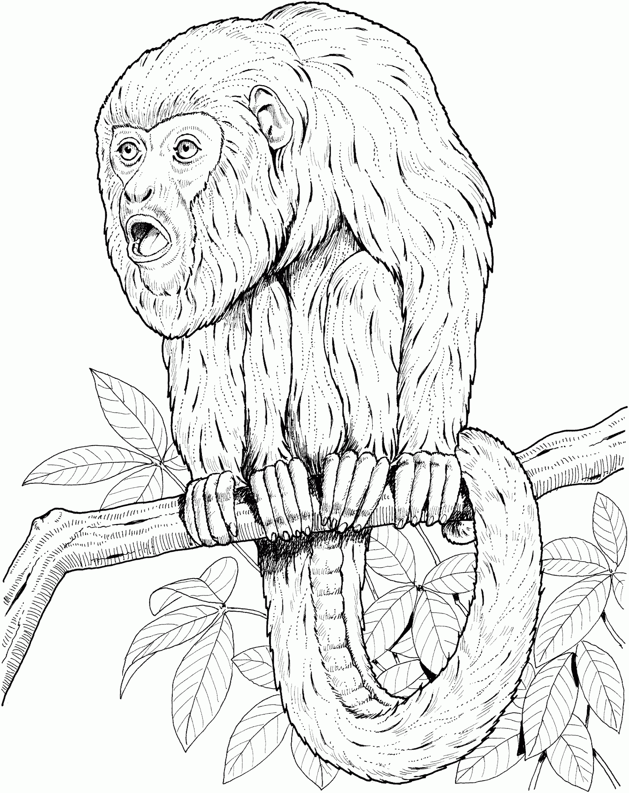 Monkey Coloring Pages
