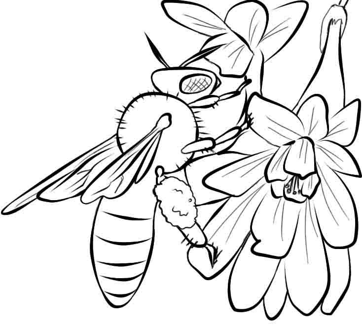 free bee coloring pages