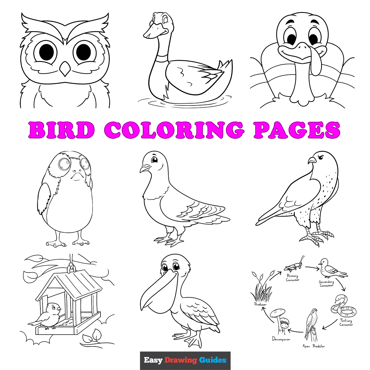 free printable images of birds