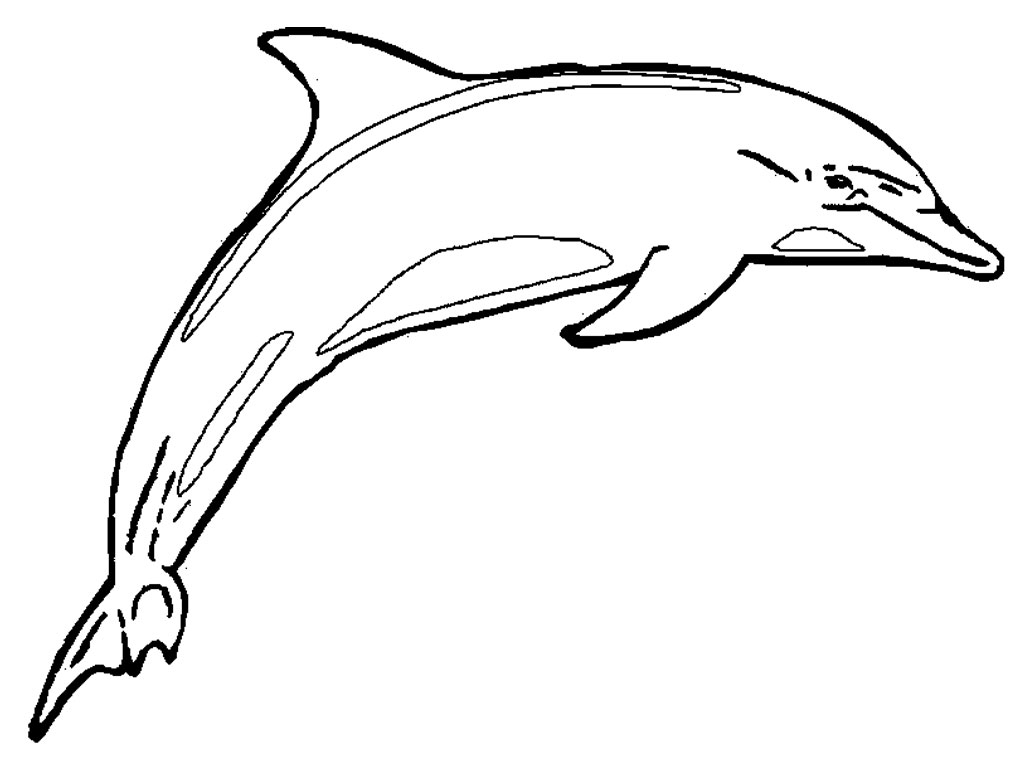 detailed dolphin coloring pages