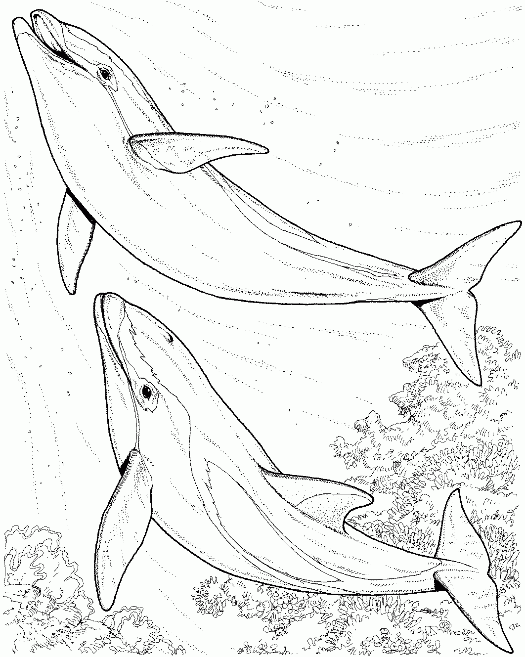 Free Printable Dolphin Coloring Pages Free Printable Dolphin Coloring Pages