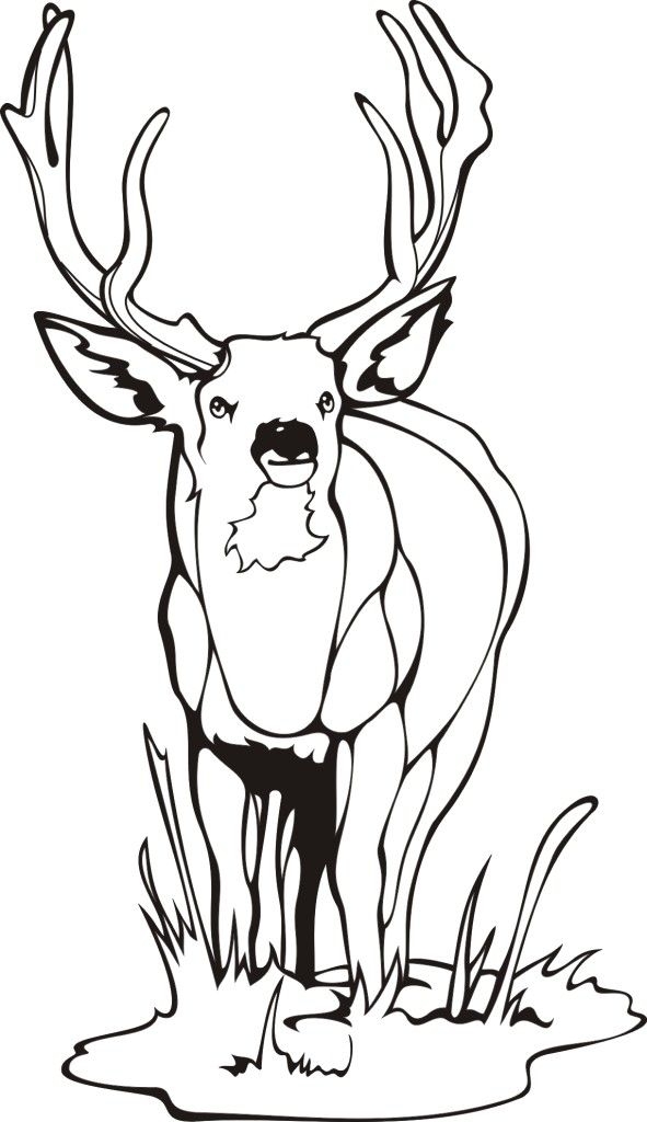 Free Printable Elk Coloring Pages Coloring Home Free Printable Elk Coloring Pages Coloring Home