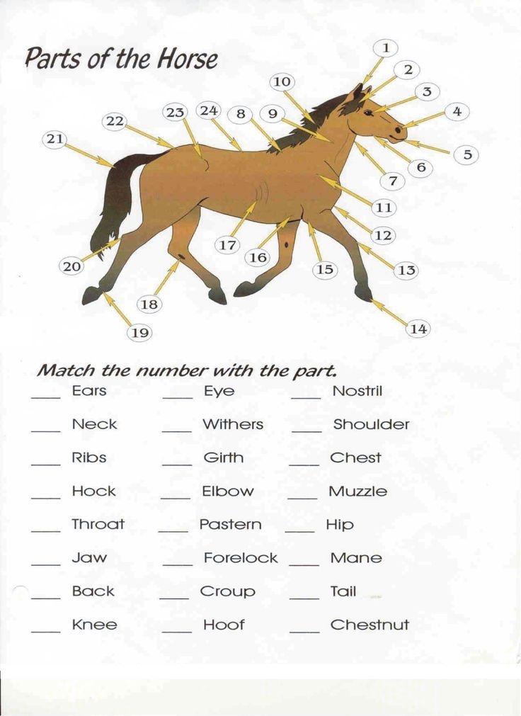 Free Printable Horse Worksheets Printable Image To U