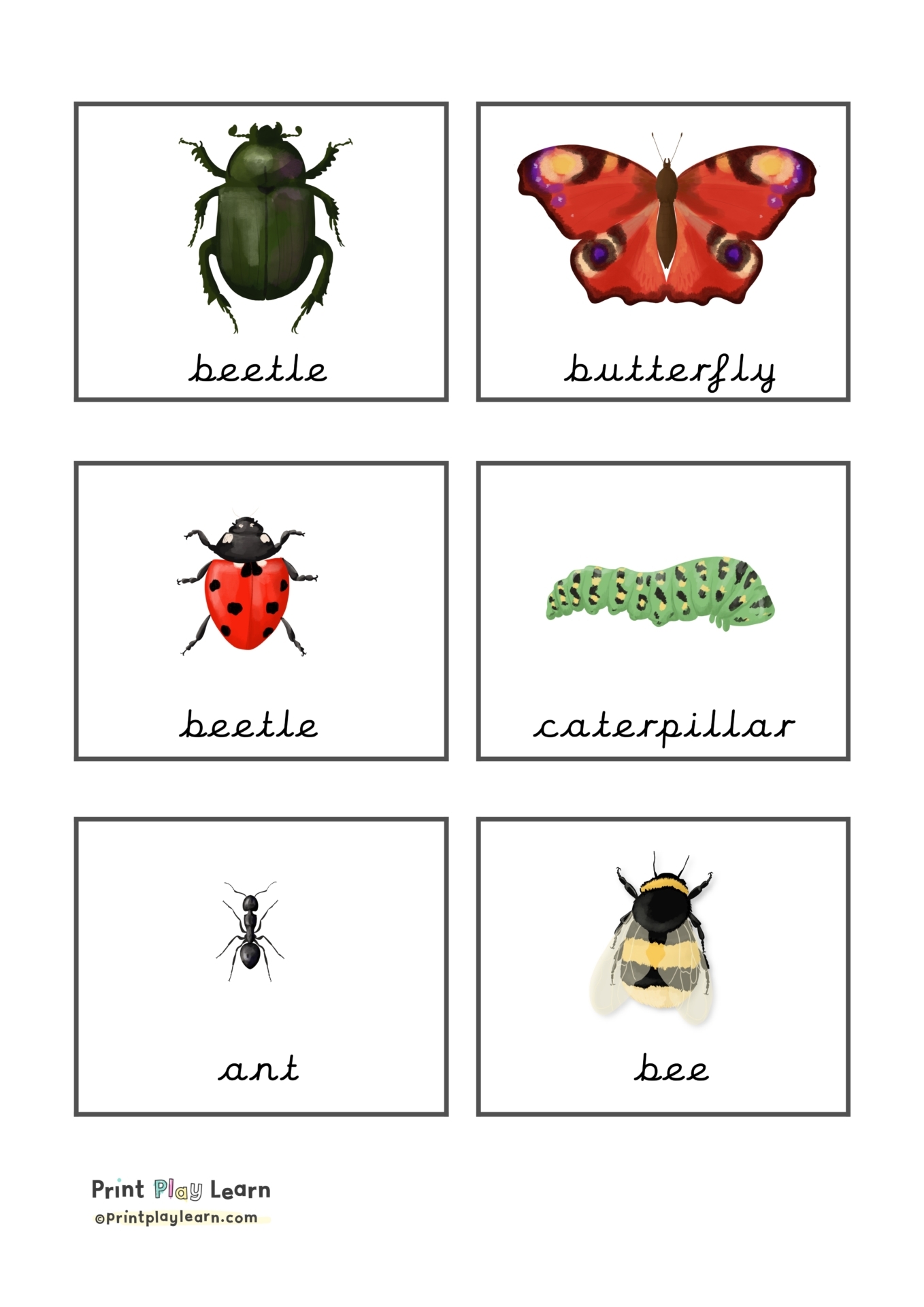 Free Printable Insect Flashcards Free Printables Hub