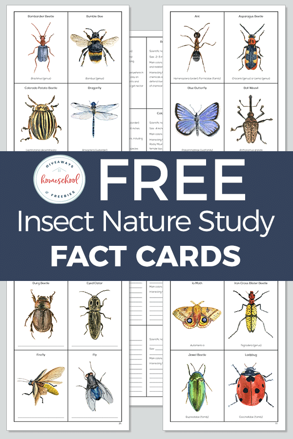 Free Printable Insect Flashcards Free Printables Hub