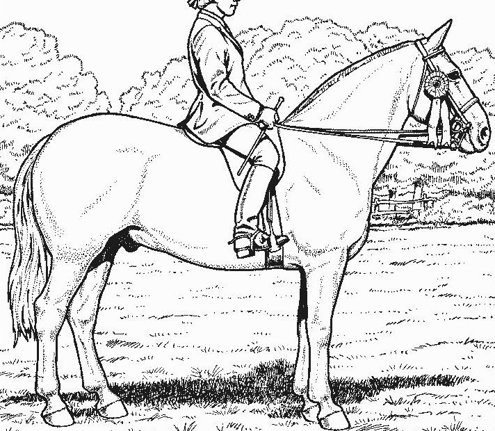 Free Printable Realistic Horse Coloring Pages Coloring Home