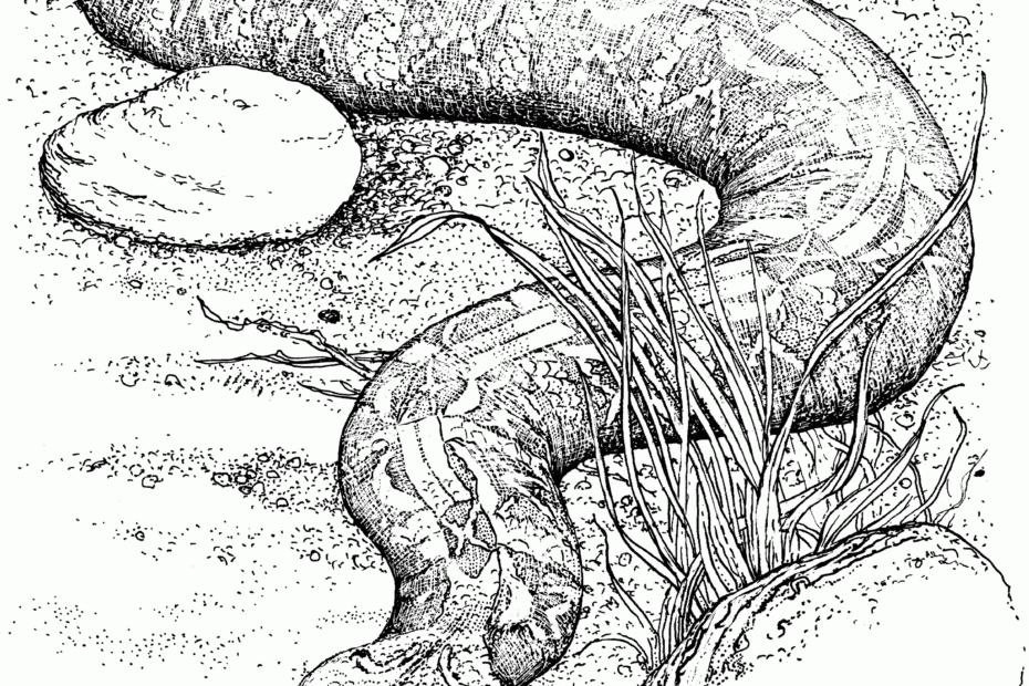 Free Printable Snake Coloring Page Coloring Home