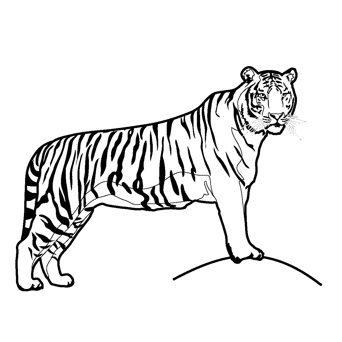 tiger print out coloring pages
