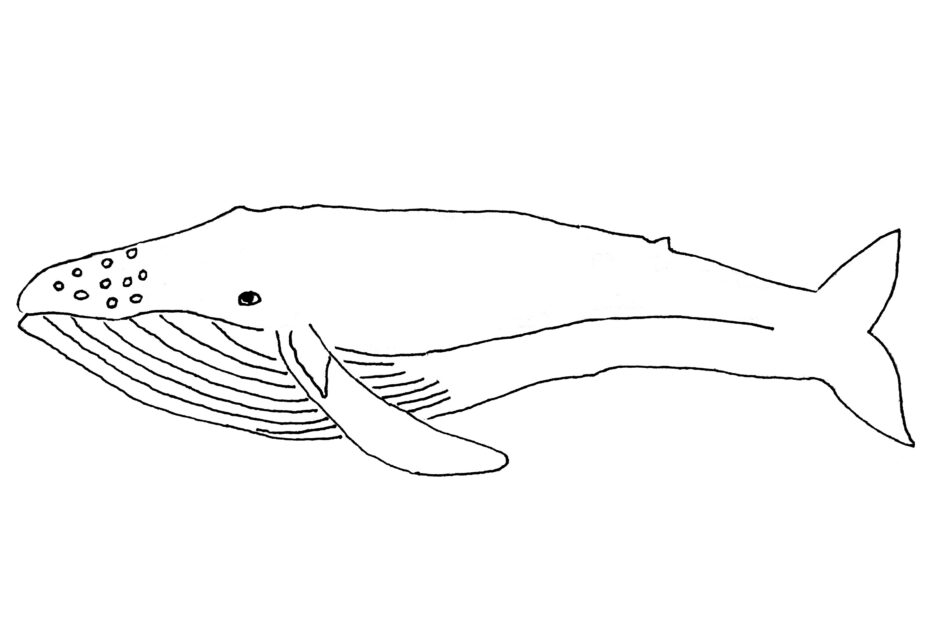 Free Printable Whale Coloring Pages For Kids Animal Place