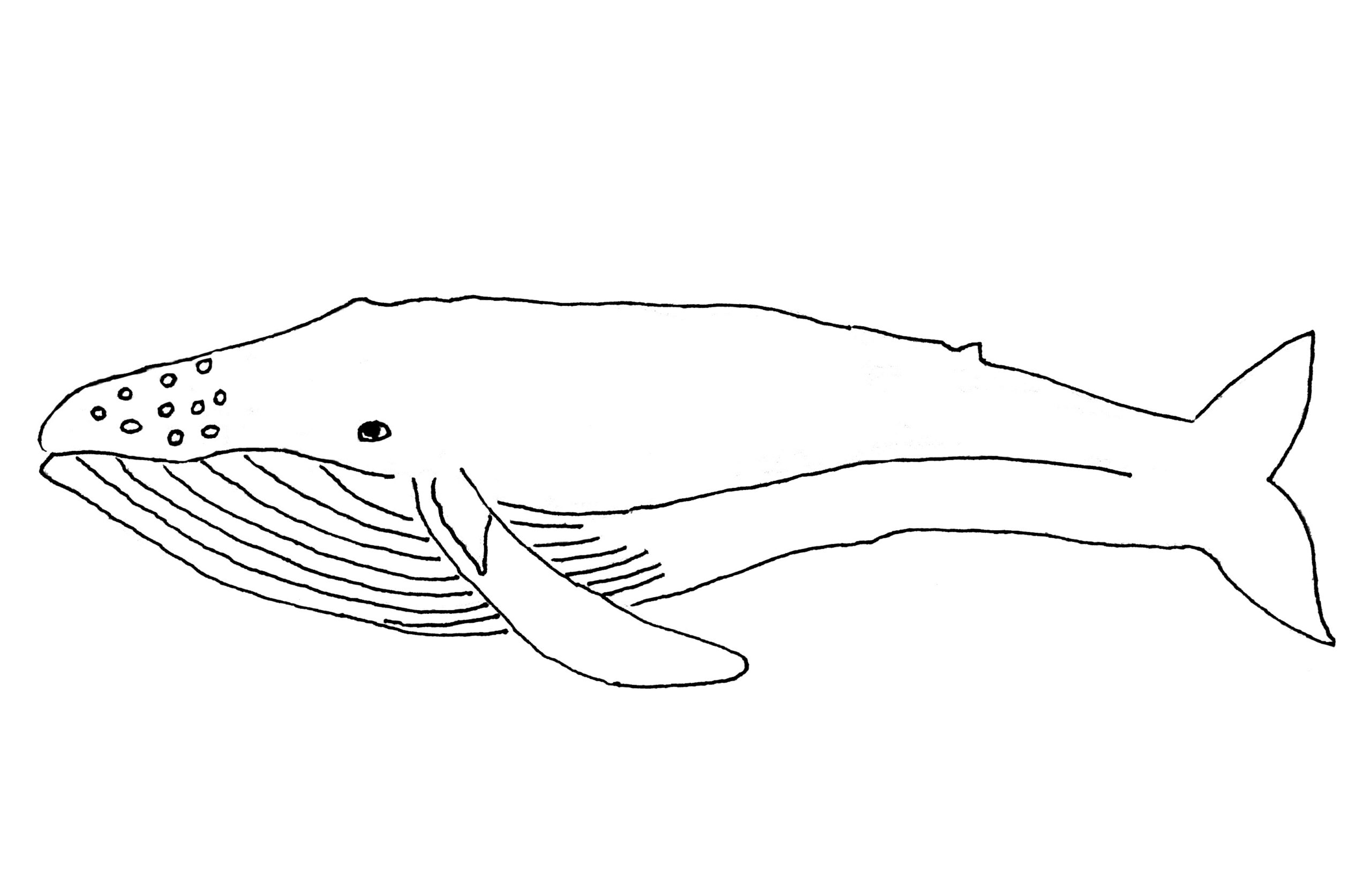 Free Printable Whale Coloring Pages For Kids Animal Place