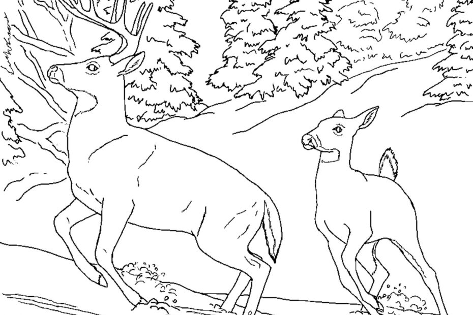 Free Realistic Animal Coloring Pages Realistic Animal Coloring Pages