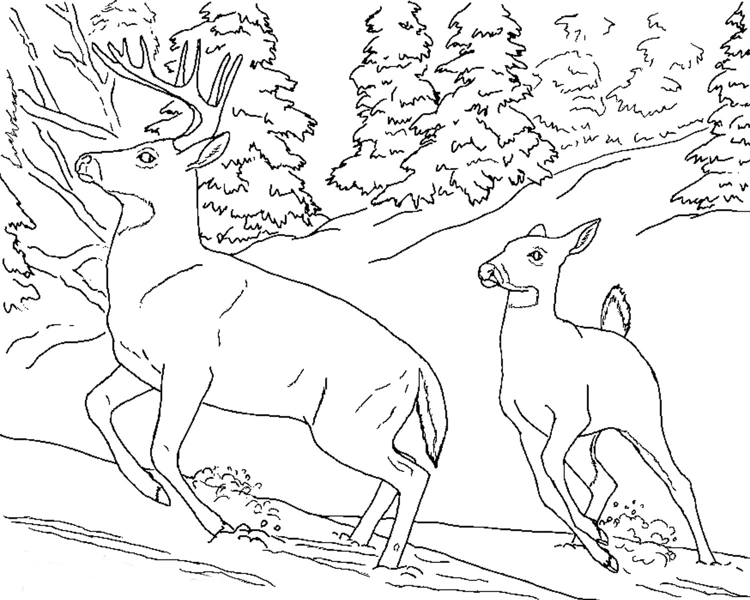Free Realistic Animal Coloring Pages Realistic Animal Coloring Pages