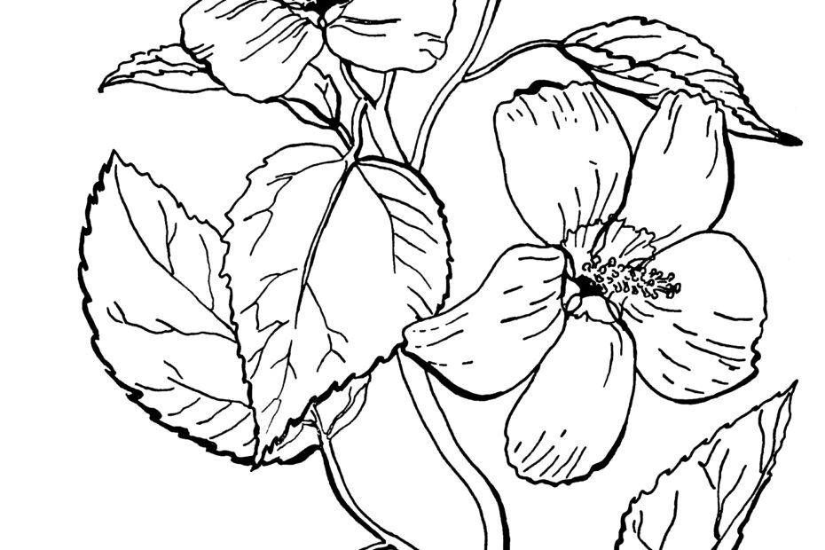 Free Roses Printable Adult Coloring Page The Graphics Fairy