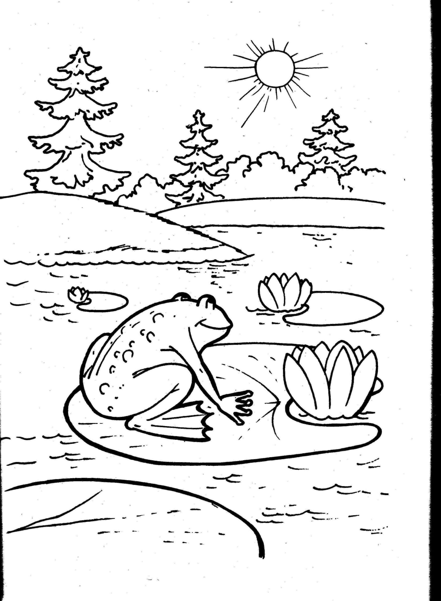 frog pictures to color frog pictures to color
