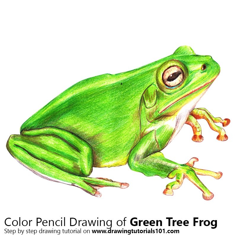 Frog Color Pencil Drawing Frog Color Pencil Drawing