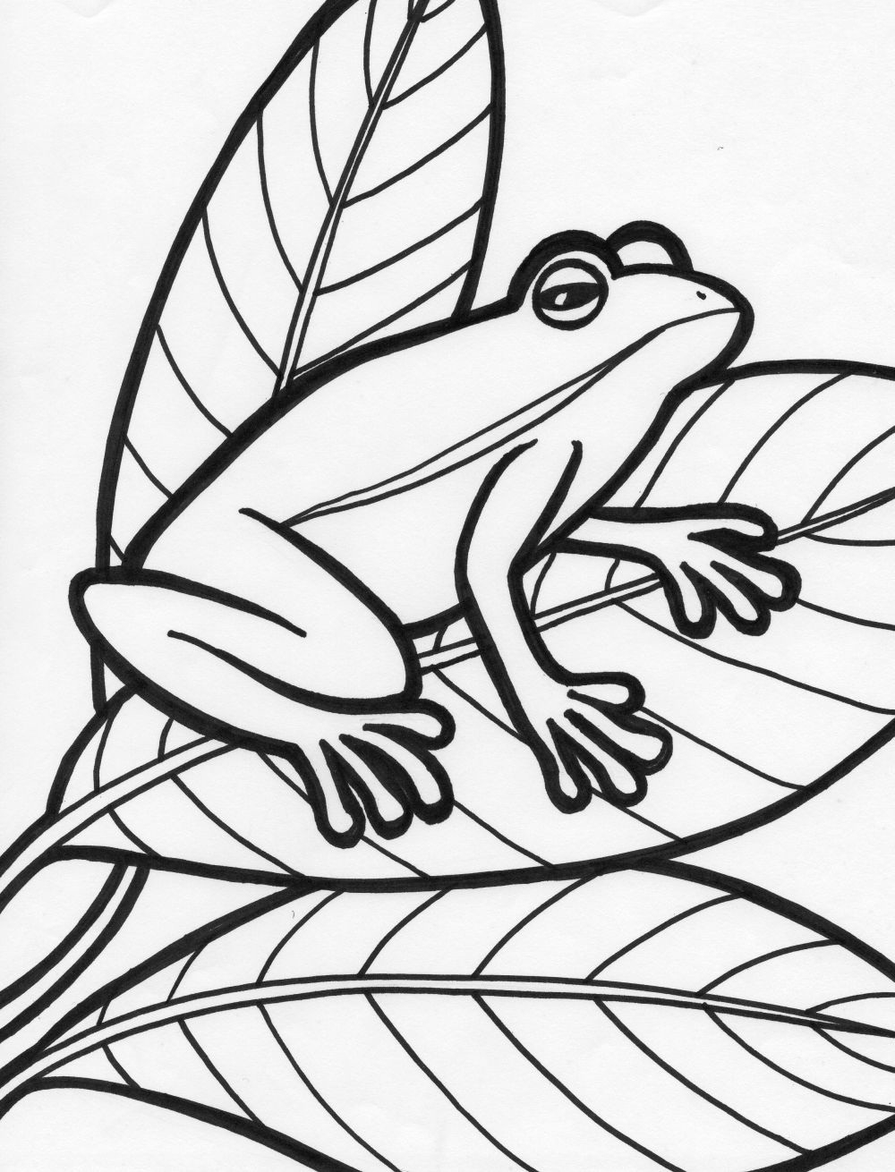 frog coloring pages to print frog coloring pages to print