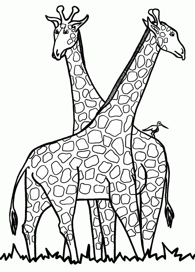 Giraffe Coloring Pages For Kids Coloring Home Giraffe Coloring Pages For Kids Coloring Home