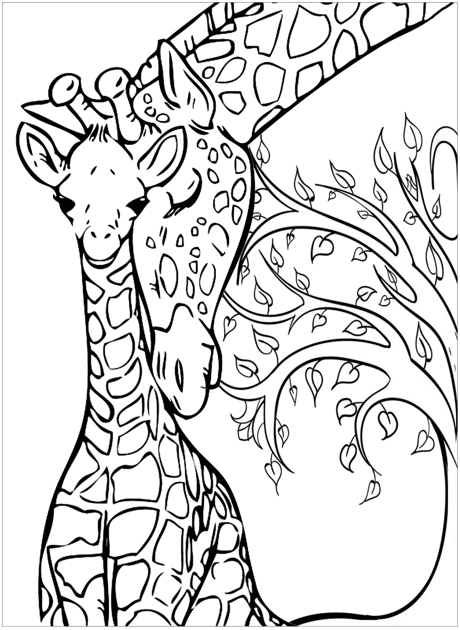 Giraffe Pictures To Color Giraffe Pictures To Color