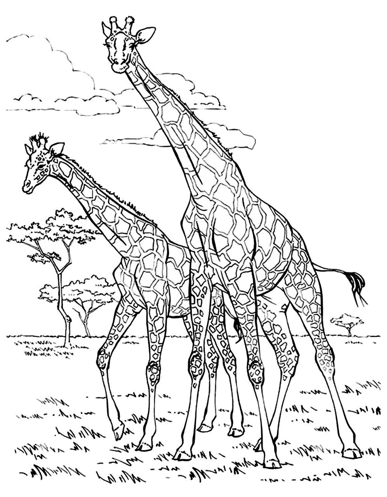 Giraffes To Color For Children Giraffe Coloring Pages