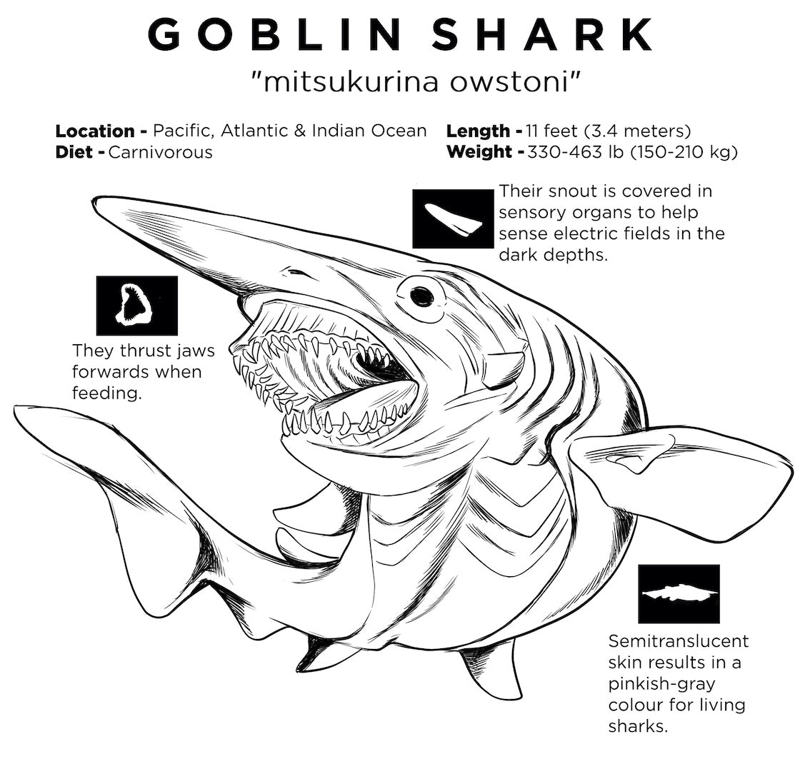 Goblin Shark Coloring Pages Coloring Nation
