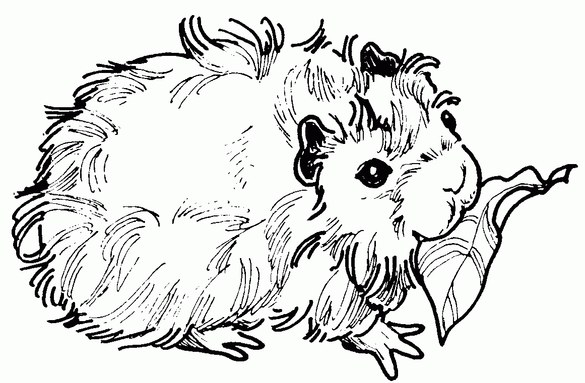 Guinea Pig Coloring Pages Books 100 FREE And Printable 