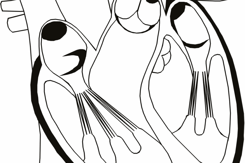 Heart Anatomy Coloring Pages Coloring Home