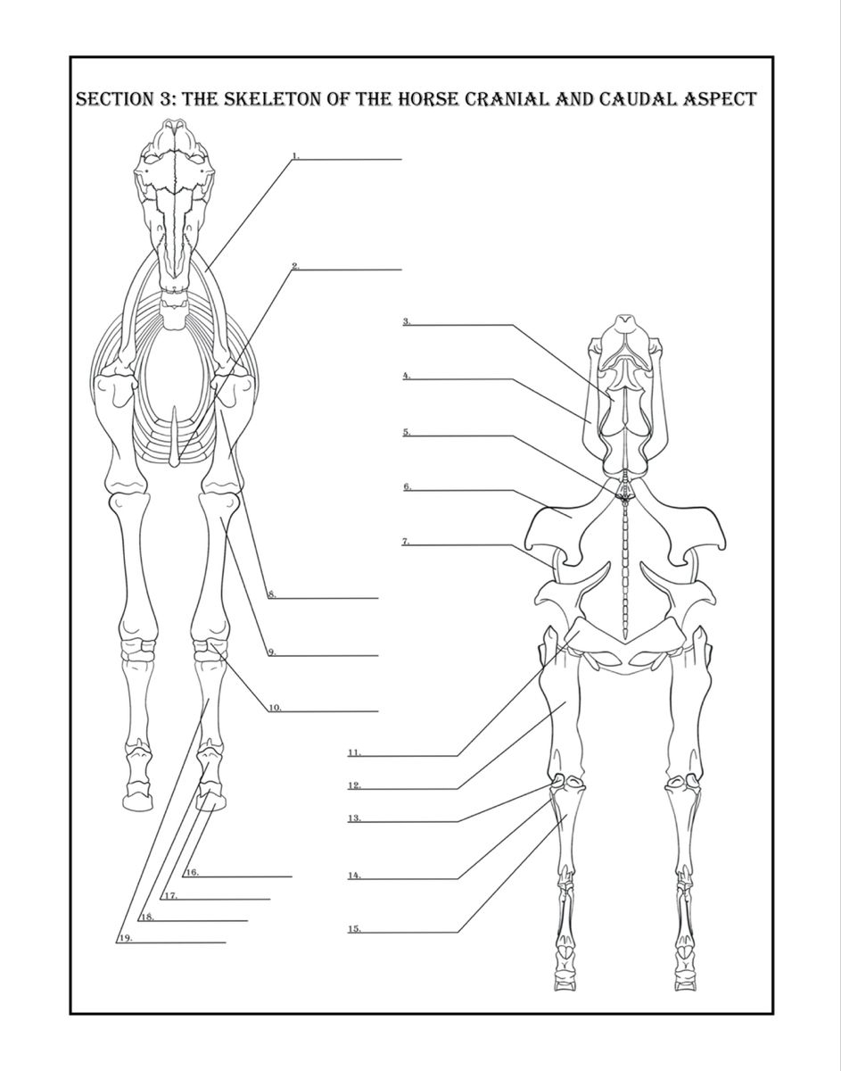 Horse Anatomy Coloring Book Artofit