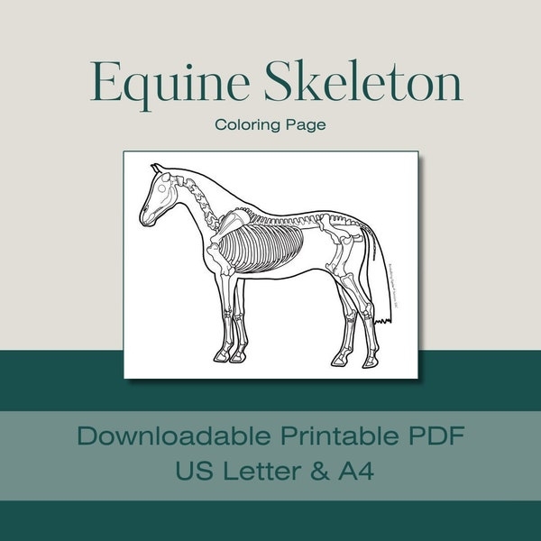 Horse Anatomy Coloring Page Etsy