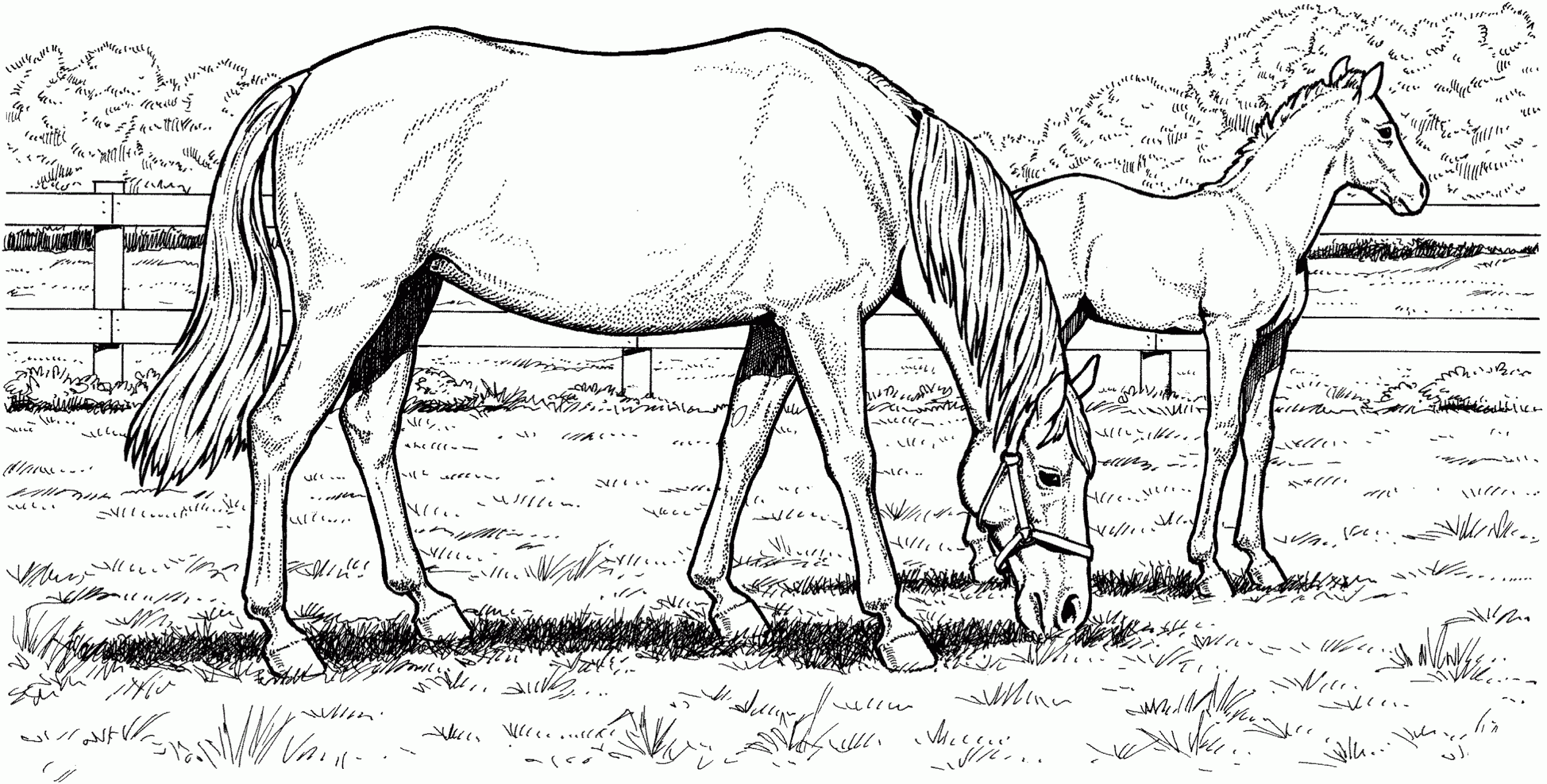 horse printable coloring pages