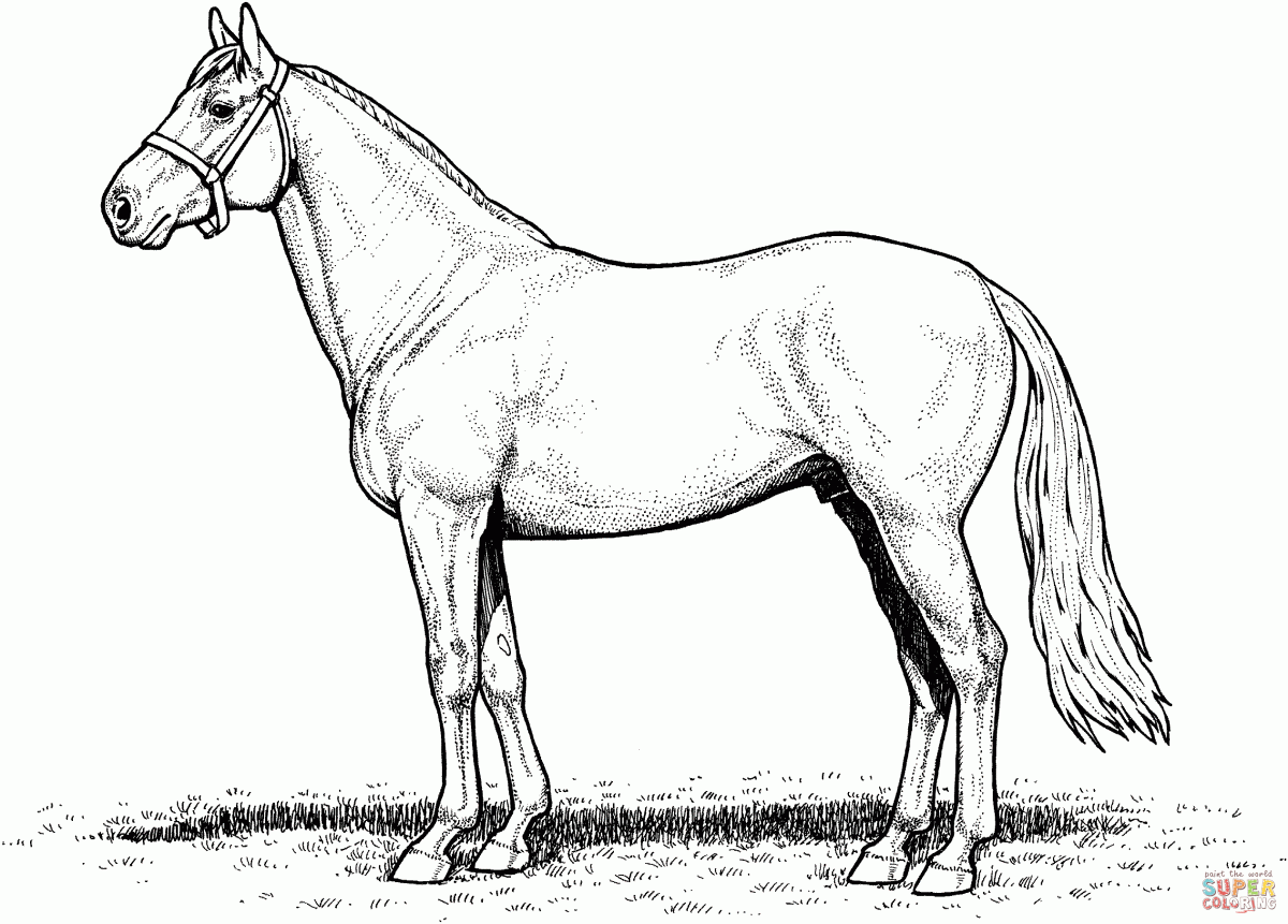 horse coloring pages free printable