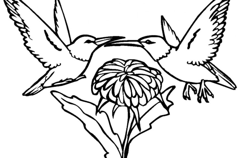 Hummingbird Coloring Pages ColoringMe